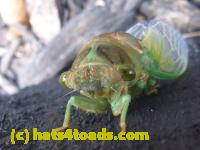 /home//u458753944/public_html/sourcegallery///////Insects and small critters/aphids cicadas lanternflies and true bugs (Hemiptera)/P1080331.JPG